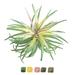 Gracie Oaks Air Plant Study IV Canvas | 20 H x 20 W x 1.25 D in | Wayfair 1B87C2B2662D44F68DA8ACD6443A80D5