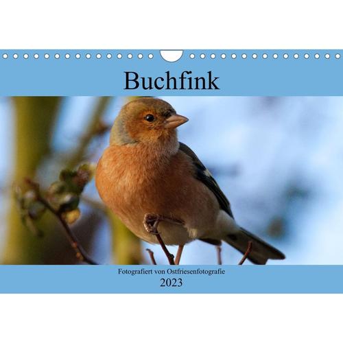Buchfink - Fotografiert von Ostfriesenfotografie (Wandkalender 2023 DIN A4 quer)