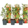 Lycium Barbarum - Set de 3 - Plantes de Goji - Pot 9cm - Hauteur 25-40cm