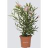 Kentis - Nerium Oleander Rosa - Piante Vere da Esterno - h 80-100 cm Vaso da Coltura ø 24 cm