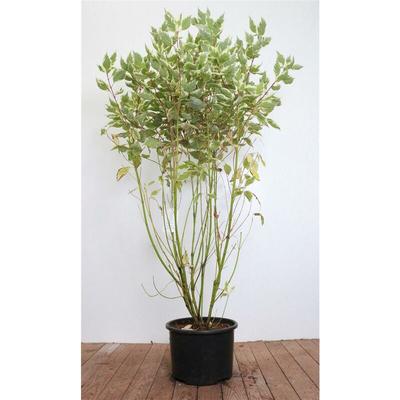 Hartriegel 'Elegantissima' Cornus alba 'Elegantissima' 10L 100- 125 Image