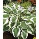 Hosta Minuteman' or Plantain Lily Plants (12cm DIa Pot) Free UK Postage