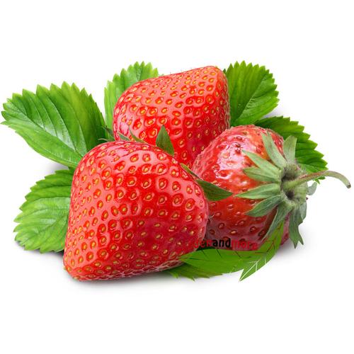 3 Pflanzen Erdbeere Senga Sengana Erdbeerpflanze i.Topf