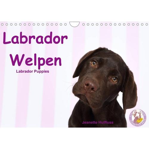 Labrador Welpen - Labrador Puppies (Wandkalender 2023 DIN A4 quer)