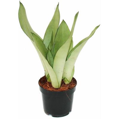 Sansevieria trifasciata "Moonshine" - silberner Bogenhanf - 12cm Topf - Sukkulente