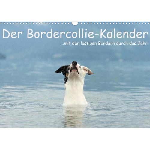 Der Bordercollie-Kalender (Wandkalender 2023 DIN A3 quer)