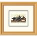 Global Gallery Scaup Duck by John James Audubon Framed Painting Print Plastic/Metal | 34 H x 1.5 D in | Wayfair DPF-132770-0810-102