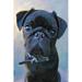 Red Barrel Studio® Pug Baby Blue Canvas | 12 H x 8 W x 1.25 D in | Wayfair 15F463AE7A114E37A9E332D94337AACD