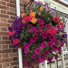 Half-Hardy Annual Flowers Pre-Planted Hanging Basket Mixed Flowers Low Maintenance Hanging Baskets for Long-Lasting Summer Displays 4 x 20cm Pre-Planted Hanging Baskets by Thompson and Morgan