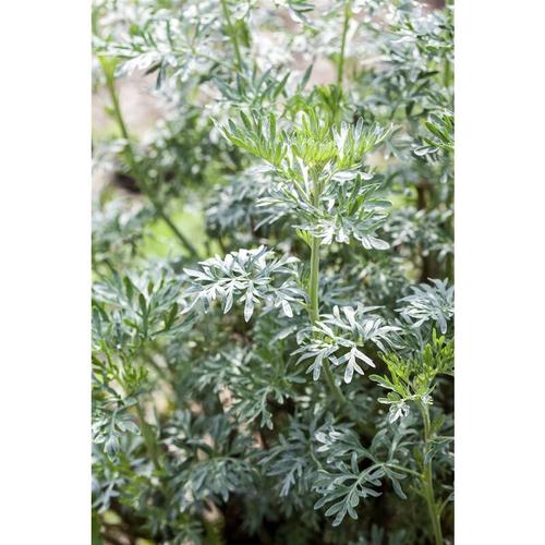 Beifuß Artemisia vulgaris P 1