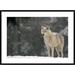 East Urban Home 'Timber Wolf Female Portrait' Framed Photographic Print on Canvas in Gray | 30" H x 42" W x 1.5" D | Wayfair