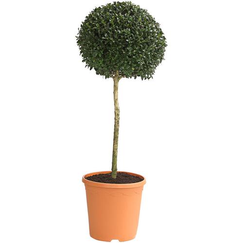 Buchsbaum Stämmchen 1 Kugel, immergrünes Formschnittgehölz, 60 cm, 5 l Topf, Stämmchen - Dehner