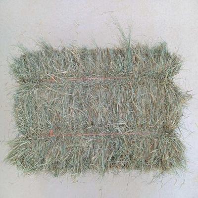 XIMENEZ HAY FARM Coastal Bermuda Square Hay Bale Dry Food, 65 lbs.