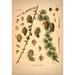 Rosalind Wheeler Botanical 75 Canvas in White | 36 H x 24 W x 1.25 D in | Wayfair 54C0510531DC4485AC6739773D341C84