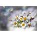 Rosalind Wheeler Jewels Of The Enchanted Forest IV by Gillian Hunt - Wrapped Canvas Print Canvas in White | 24 H x 36 W x 1.25 D in | Wayfair