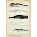 Rosecliff Heights Antique Whale & Dolphin Study III Canvas | 30 H x 20 W x 1.25 D in | Wayfair BBDC41D122A4462291DDC7D84B5004B8