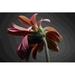 Red Barrel Studio® Studio Flowers IV Metal | 32 H x 48 W x 1.25 D in | Wayfair 03DFBBB39E9047448737814D2EFB5243