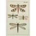 Rosalind Wheeler Dragonfly Study I Canvas | 12 H x 8 W x 1.25 D in | Wayfair 169FE8E6D7B44A76A5CEFA8EA1880E96