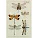 Rosalind Wheeler Dragonfly Study II Canvas | 30 H x 20 W x 1.25 D in | Wayfair 4A465FE4331241FFA7059CF964660CD0