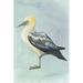 Rosecliff Heights Watercolor Beach Bird III Canvas | 30 H x 20 W x 1.25 D in | Wayfair 9729057020784FF2B5DB4D37FBE8DD5B