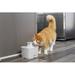 Premier Pet 60 Oz Pet Fountain Plastic (affordable option) | 7 H x 7 W x 7 D in | Wayfair GWW00-17198