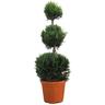 Cipresso a 3 Palle - Cupressocyparis Leylandii Castlewellan Gold - h 90-110 cm Vaso ø 24 cm