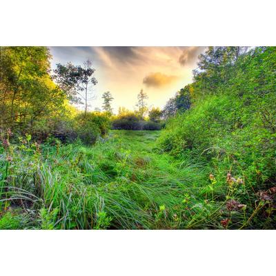 Fototapete PAPERMOON "Grüne Wiese", bunt (mehrfarbig), B:5m L:2,8m, Vlies, Tapeten
