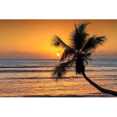 Fototapete PAPERMOON "Palme am Strand", bunt, B:3,50m L:2,60m, Vlies, Tapeten