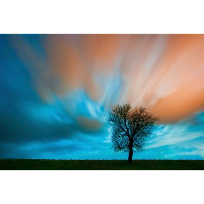 Fototapete PAPERMOON "Baum auf Wiese", bunt, B:4,50m L:2,80m, Vlies, Tapeten