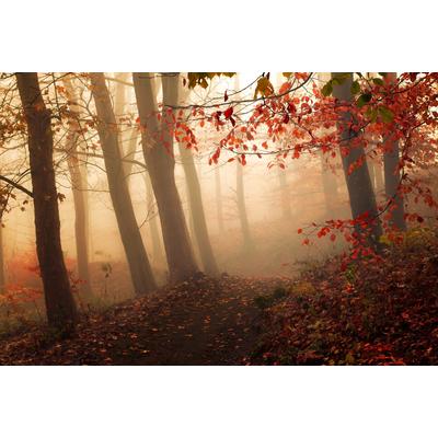 Fototapete PAPERMOON "Photo-Art LEIF LONDAL, AUF DAS LICHT", bunt, B:4,50m L:2,80m, Vlies, Tapeten