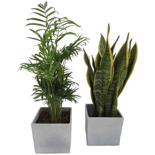 "Zimmerpflanze DOMINIK ""Palmen-Set"" Pflanzen Gr. 2 St., grau (grün) Pflanzen Höhe: 30 cm, 2 in Dekotöpfen"
