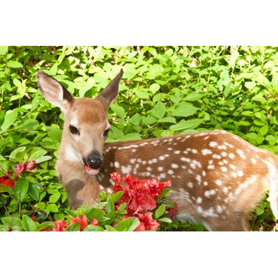 Fototapete PAPERMOON "BABY ROTHIRSCH-KALB TIER ROTWILD WALD BLUMEN NATUR", bunt, B:4,50m L:2,80m, Vlies, Tapeten Image