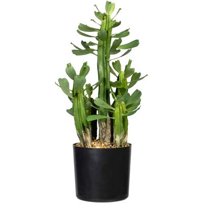 Künstliche Zimmerpflanze CREATIV GREEN "Sukkulente Euphorbie", grün, H:40cm, Kunststoff, Kunstpflanzen Image