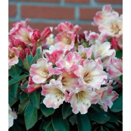 "Hecken BCM ""Rhododendron 'Gerstenkorn'"" Pflanzen rosa (grün) Höhe: 35-40 cm, 1 Pflanze"