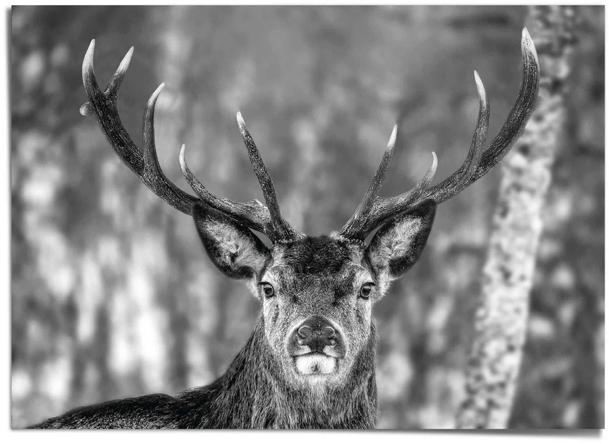 Poster REINDERS "Hirsch im Winter", schwarz (farbe bild(er): schwarz), B:140cm H:100cm T:0,1cm, Papier, Bilder Image