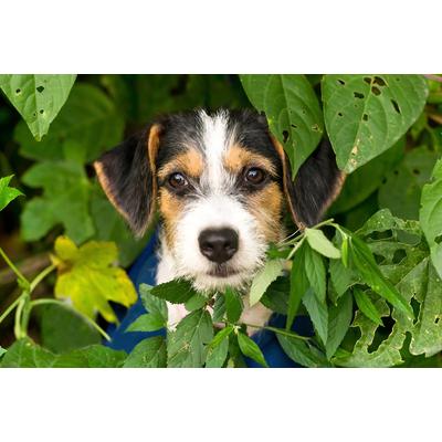 Fototapete PAPERMOON "Hund", bunt, B:5,00m L:2,80m, Vlies, Tapeten