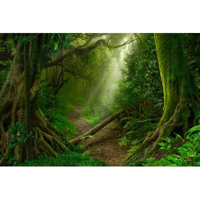 Fototapete PAPERMOON "TROPISCHER WALD-BAUM DSCHUNGEL SONNE WEG PALMEN BACH", bunt, B:5,00m L:2,80m, Vlies, Tapeten Image