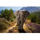 PAPERMOON Fototapete "ELEFANT-NATUR AFRIKA SAFARI TIERE ELEFANTEN LANDSCHAFT" Tapeten Gr. B/L: 4,50 m x 2,80 m, Bahnen: 9 St., bunt Fototapeten