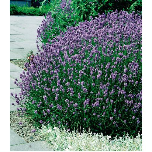 "Beetpflanze BCM ""Lavendel Mix"" Pflanzen Gr. 12 St., lila (grün) Beetpflanze Beetpflanzen Pflanzen Lavendel Mix: 6"