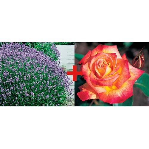 "Beetpflanze BCM ""Rose 'Rumba' & Lavendel Set"" Pflanzen Gr. 2 St., bunt Beetpflanze Beetpflanzen Pflanzen Rose & Lavendel-Set: 2"