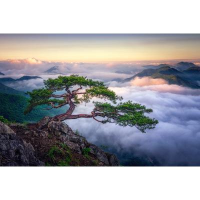 Fototapete PAPERMOON "Photo-Art TIGER SEO, AUF DEM BERG", bunt, B:4,50m L:2,80m, Vlies, Tapeten Image