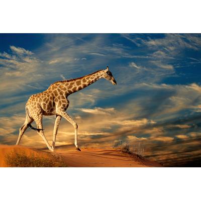 Fototapete PAPERMOON "GIRAFFE-TIERE AFRIKA SAVANNE STEPPE DÜNE HIMMEL WOLKEN", bunt, B:5,00m L:2,80m, Vlies, Tapeten Image
