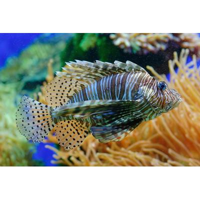 Fototapete PAPERMOON "Fisch", bunt, B:4,00m L:2,60m, Vlies, Tapeten Image