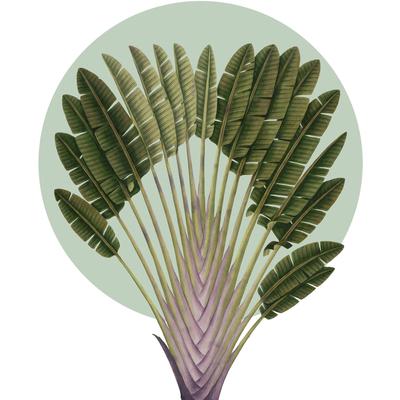Bild KOMAR "Botanical Garden Pinnate Palm", grün (farbe bild(er): grün), B:40cm H:50cm, Papier, Holz, Bilder, Wandbild zur Dekoration - ohne Rahmen Image