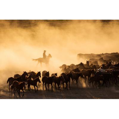 PAPERMOON Fototapete "Cowboy mit Herde" Tapeten Gr. B/L: 4,50 m x 2,80 m, Bahnen: 9 St., bunt Fototapeten