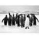PAPERMOON Fototapete "Pinguin Schwarz & Weiß" Tapeten Gr. B/L: 3,50 m x 2,60 m, Bahnen: 7 St., schwarz (schwarz, weiß) Fototapeten