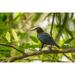 Latitude Run® Costa Rica Sarapiqui River Valley Chestnut-Headed Oropendola Bird On Limb Credit As: Cathy | 18 H x 24 W in | Wayfair