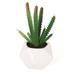 Primrue 8" Artificial Succulent in Decorative Vase Ceramic/Plastic | 8 H x 4 W x 4 D in | Wayfair F4F076A444764CD8AC9648E7D45D2B60