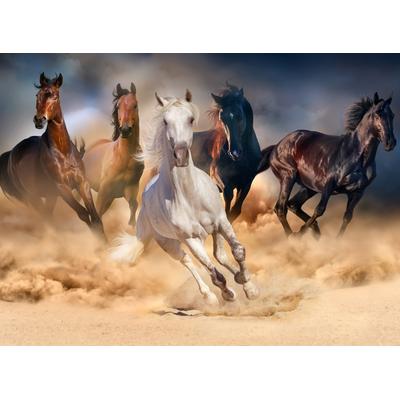 Fototapete PAPERMOON "Horse Herd in Gallop", bunt (mehrfarbig), B:3,5m L:2,6m, Vlies, Tapeten Image