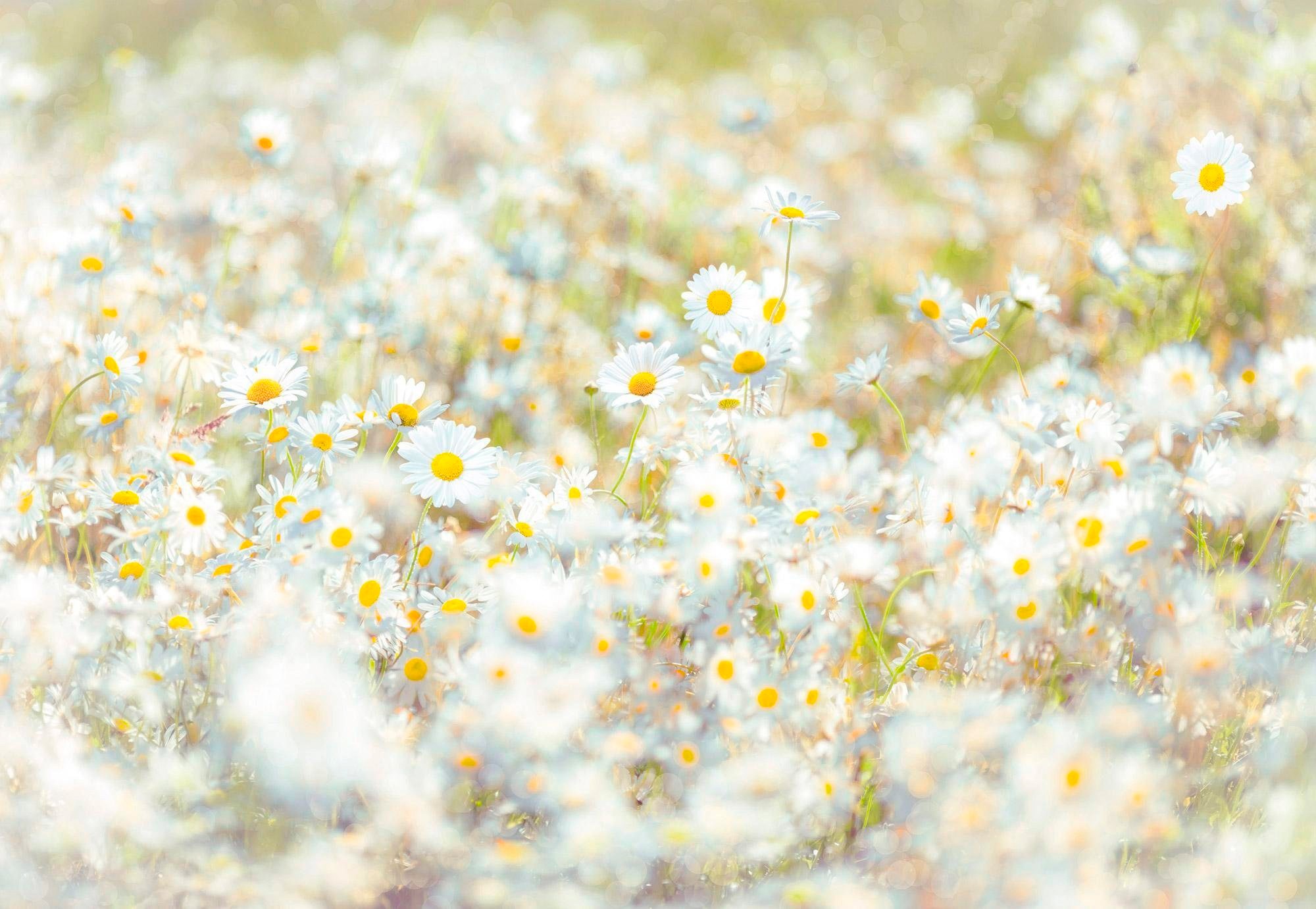 Fototapete KOMAR "Daisies - Größe 368 x 254 cm", bunt (weiß, gelb, grün), B:368m L:254m, Papier, Tapeten, Wohnzimmer, Schlafzimmer